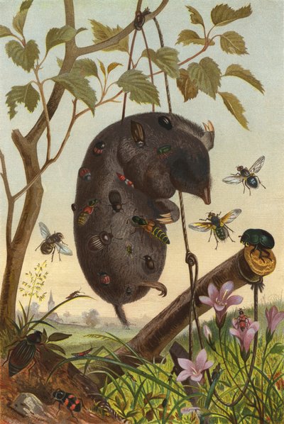 Aasinsecten op een Mol door European School